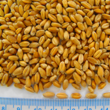 feed wheet